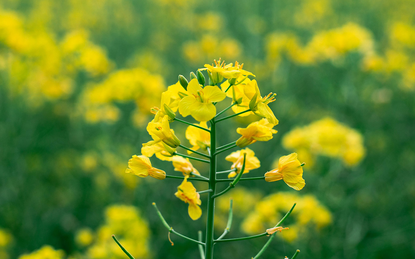 油菜花