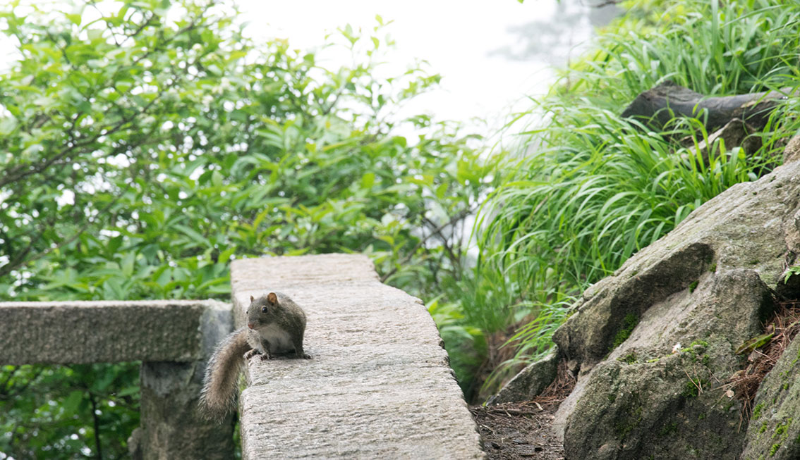 黄山