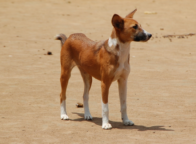 巴仙吉犬