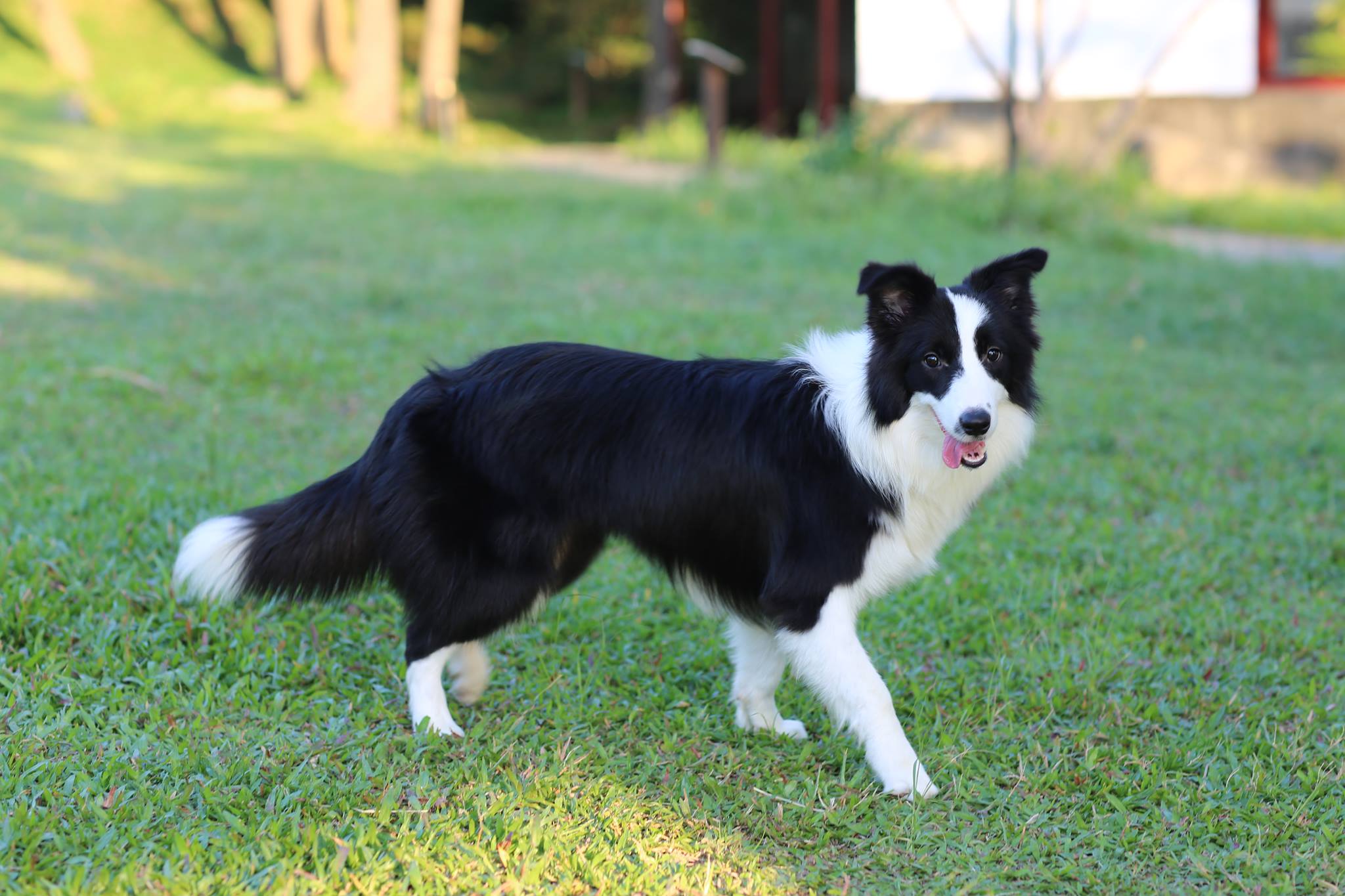 边境牧羊犬