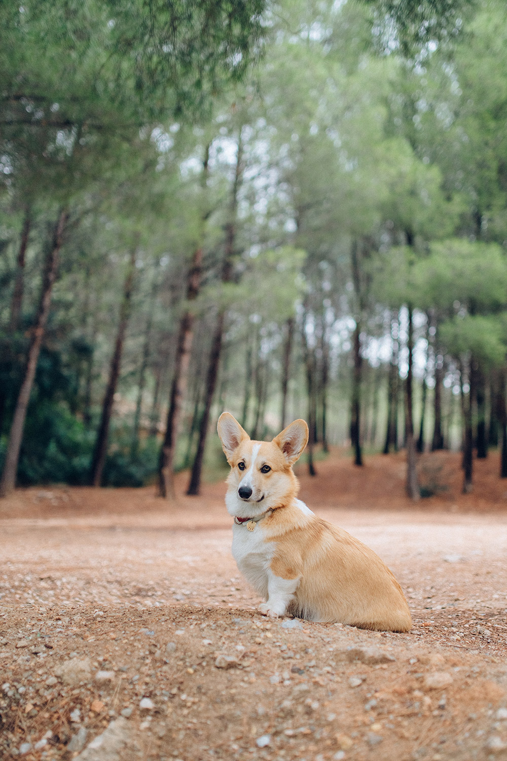 威尔士柯基犬