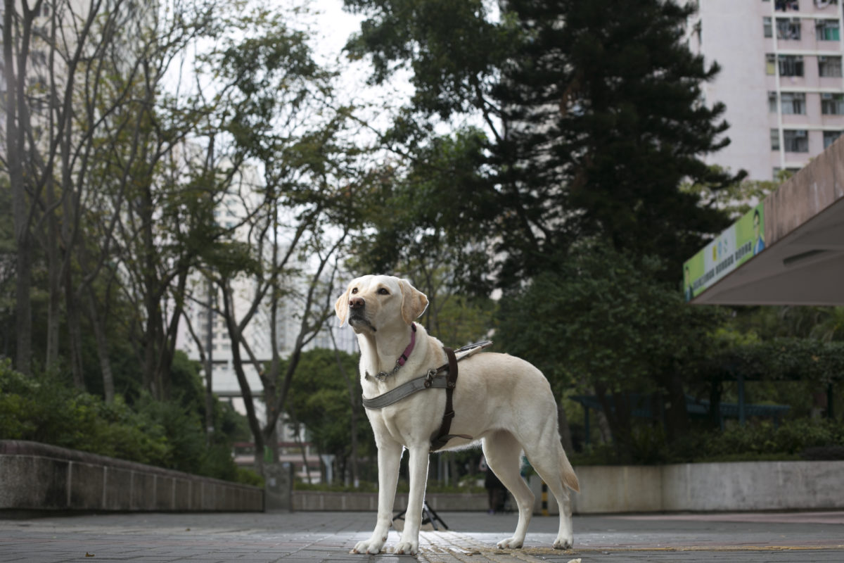 拉布拉多寻回犬